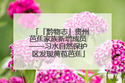 「黔物志」贵州芭蕉家族新增成员——习水自然保护区发现黄苞芭蕉