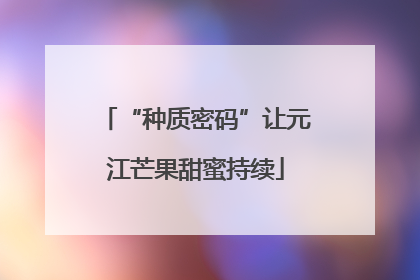 “种质密码”让元江芒果甜蜜持续