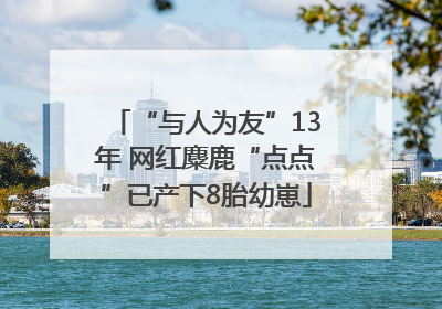 “与人为友”13年 网红麋鹿“点点”已产下8胎幼崽