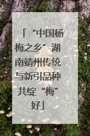“中国杨梅之乡”湖南靖州传统与新引品种共绽“梅”好