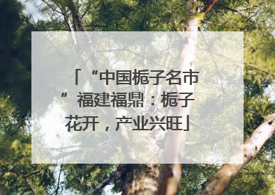 “中国栀子名市”福建福鼎：栀子花开，产业兴旺