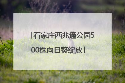 石家庄西兆通公园500株向日葵绽放