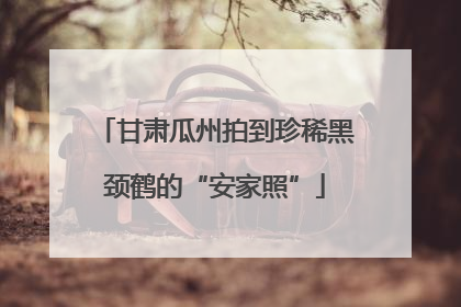甘肃瓜州拍到珍稀黑颈鹤的“安家照”