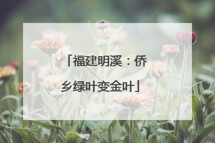 福建明溪：侨乡绿叶变金叶