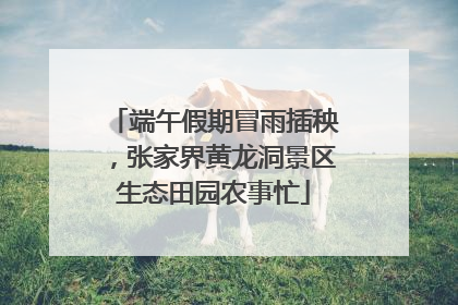 端午假期冒雨插秧，张家界黄龙洞景区生态田园农事忙