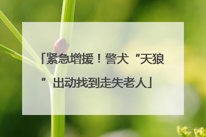 紧急增援！警犬“天狼”出动找到走失老人