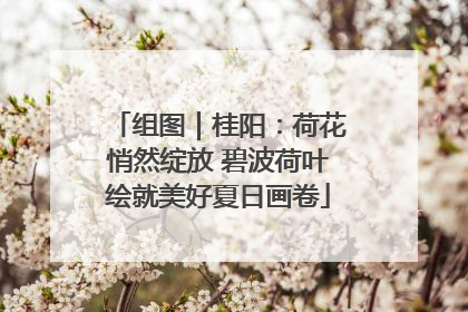 组图｜桂阳：荷花悄然绽放 碧波荷叶绘就美好夏日画卷