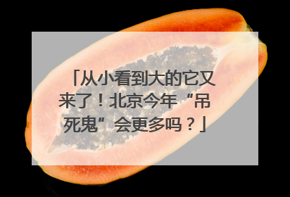 从小看到大的它又来了！北京今年“吊死鬼”会更多吗？