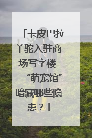 卡皮巴拉羊驼入驻商场写字楼 “萌宠馆”暗藏哪些隐患？