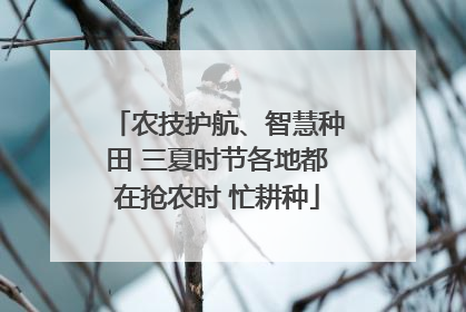 农技护航、智慧种田 三夏时节各地都在抢农时 忙耕种