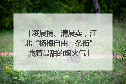 凌晨摘、清晨卖，江北“杨梅自由一条街”藏着最甜的烟火气