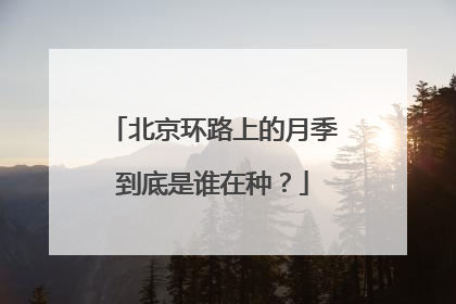 北京环路上的月季到底是谁在种？