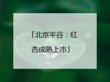 北京平谷：红杏成熟上市