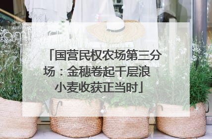 国营民权农场第三分场：金穗卷起千层浪 小麦收获正当时