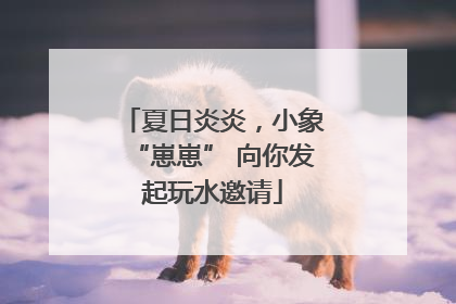 夏日炎炎，小象“崽崽” 向你发起玩水邀请