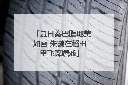 夏日秦巴腹地美如画 朱鹮在稻田里飞舞嬉戏