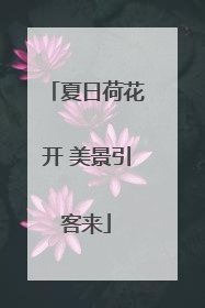 夏日荷花开 美景引客来