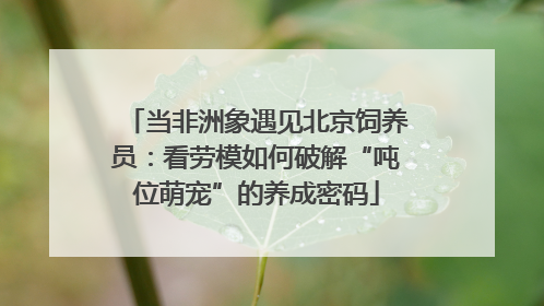 当非洲象遇见北京饲养员：看劳模如何破解“吨位萌宠”的养成密码