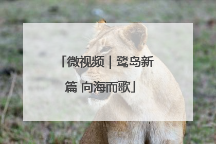 微视频｜鹭岛新篇 向海而歌