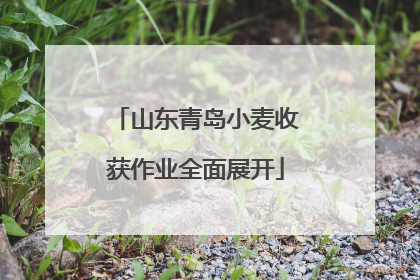 山东青岛小麦收获作业全面展开