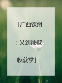 广西钦州：又到辣椒收获季