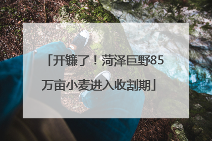开镰了！菏泽巨野85万亩小麦进入收割期