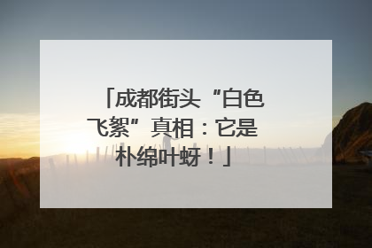 成都街头“白色飞絮”真相：它是朴绵叶蚜！