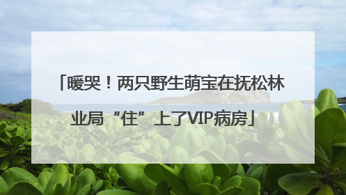 暖哭！两只野生萌宝在抚松林业局“住”上了VIP病房