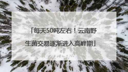 每天50吨左右！云南野生菌交易逐渐进入高峰期