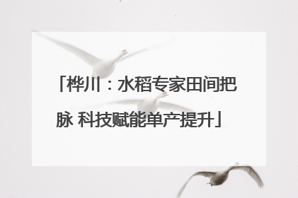 桦川：水稻专家田间把脉 科技赋能单产提升