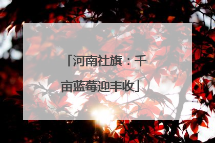 河南社旗：千亩蓝莓迎丰收