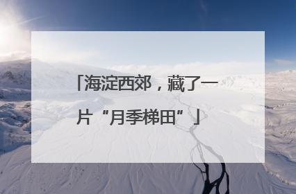 海淀西郊，藏了一片“月季梯田”