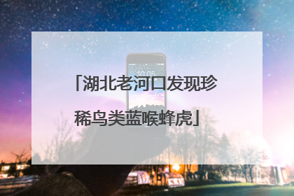 湖北老河口发现珍稀鸟类蓝喉蜂虎