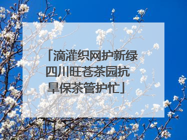 滴灌织网护新绿 四川旺苍茶园抗旱保茶管护忙