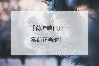 荷塘映日开 赏荷正当时