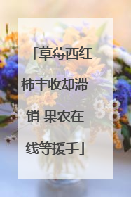 草莓西红柿丰收却滞销 果农在线等援手