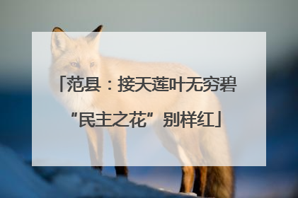 范县：接天莲叶无穷碧 “民主之花”别样红