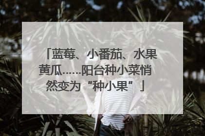 蓝莓、小番茄、水果黄瓜……阳台种小菜悄然变为“种小果”