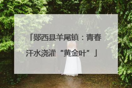 郧西县羊尾镇：青春汗水浇灌“黄金叶”