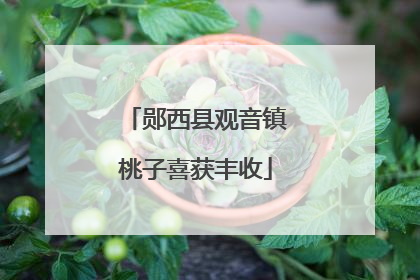 郧西县观音镇桃子喜获丰收