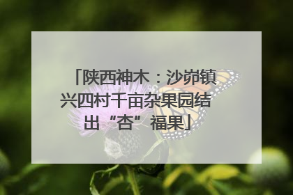 陕西神木：沙峁镇兴四村千亩杂果园结出“杏”福果