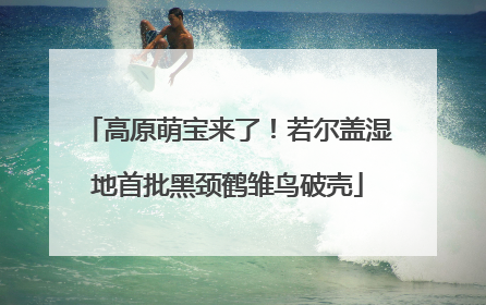 高原萌宝来了！若尔盖湿地首批黑颈鹤雏鸟破壳