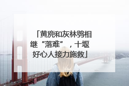 黄麂和灰林鸮相继“落难”，十堰好心人接力施救